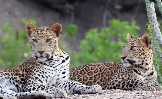 Leopard Safari in Jawai | Hotels in Jawai | Sena Safari Camp